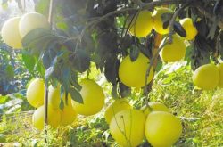 蜜柚种植管理技术有哪些？